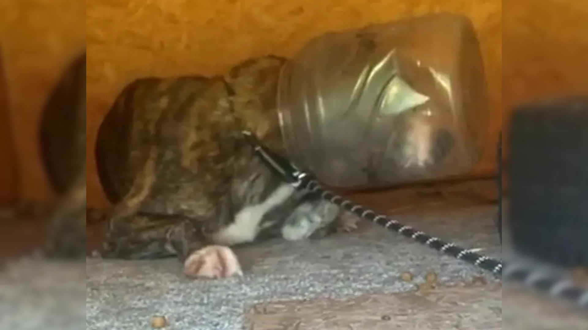 dog stuck in plastic jug