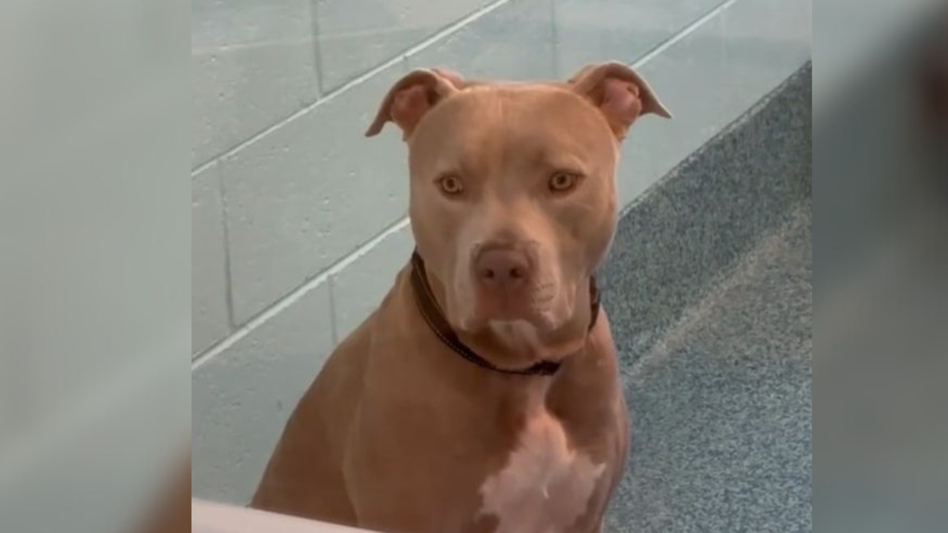 dog in kennel