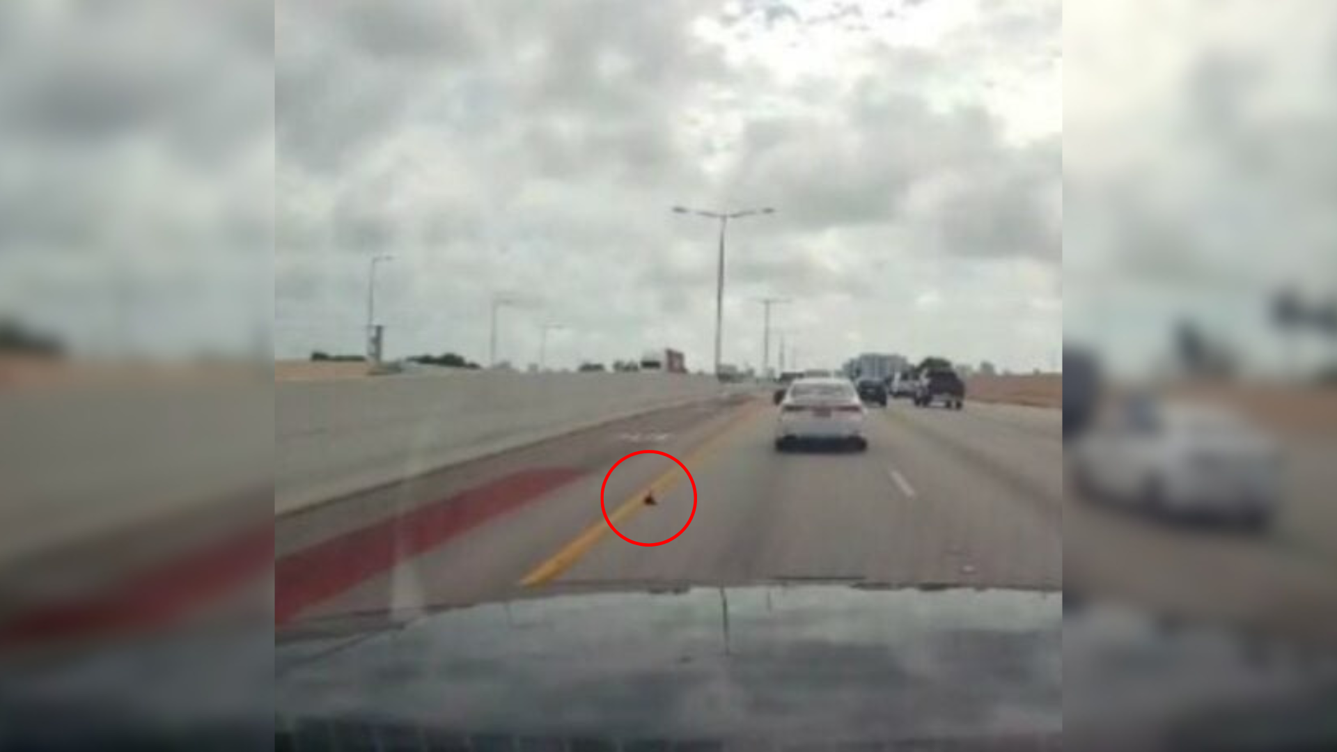 animal on highway