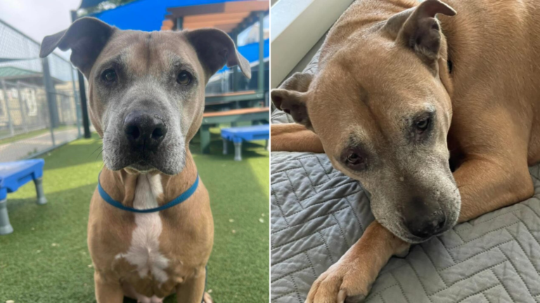senior dog