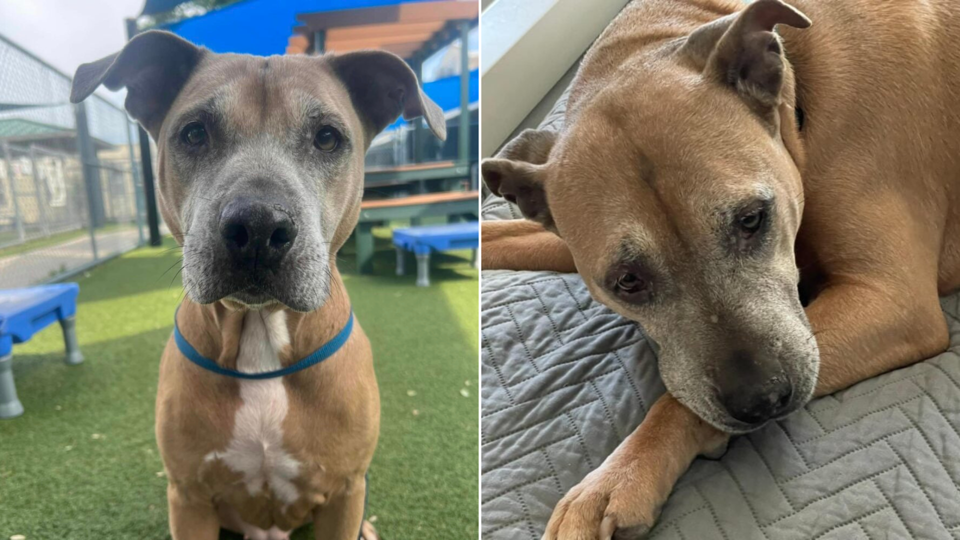 senior dog