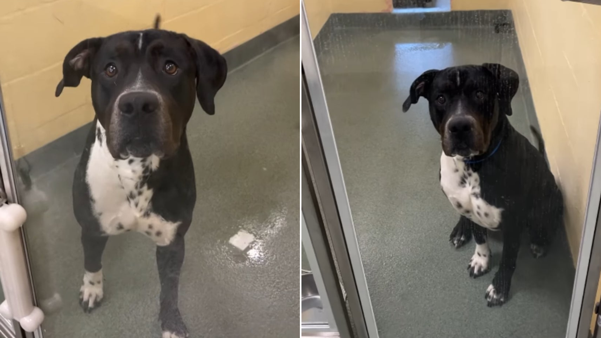 black and white dog in shelter