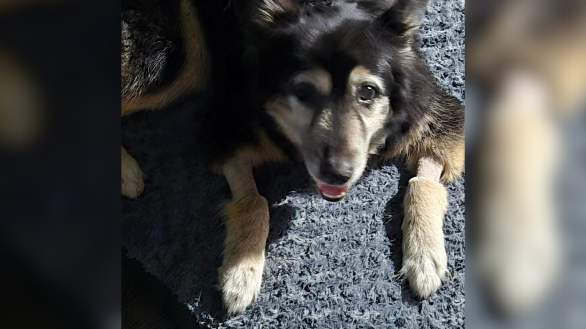 senior husky dog