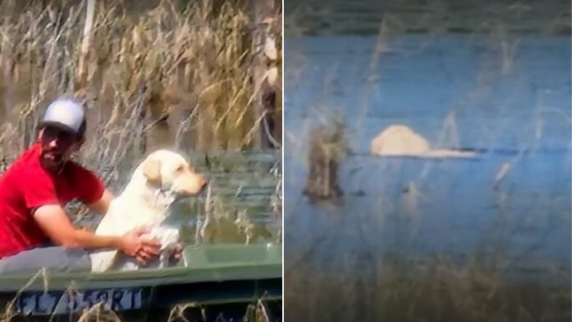 dog stuck in lake