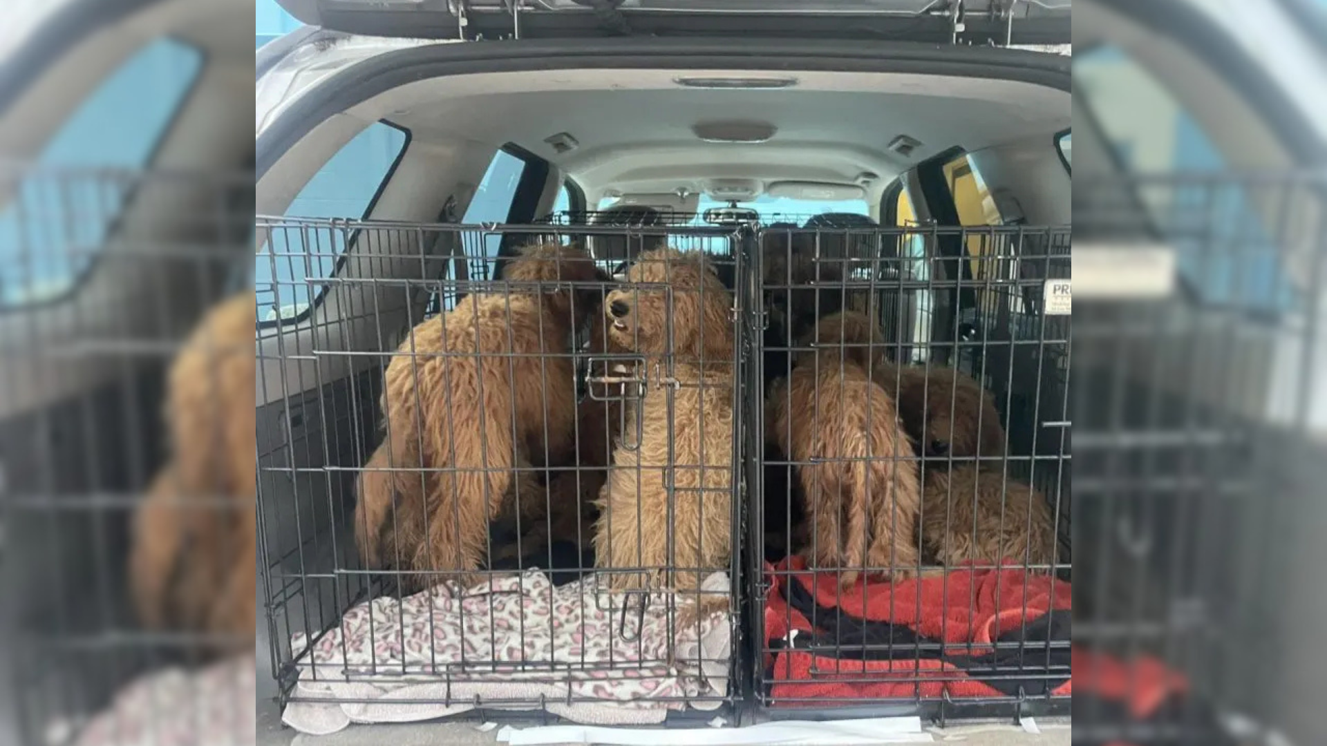 dogs in a cage in car