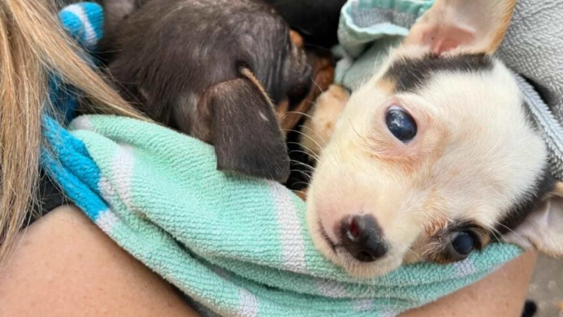 tiny chihuahuas