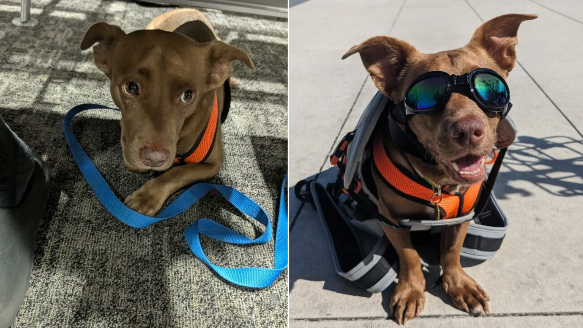 dog with goggles