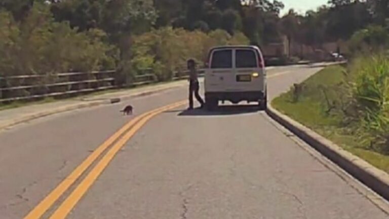 animal on road
