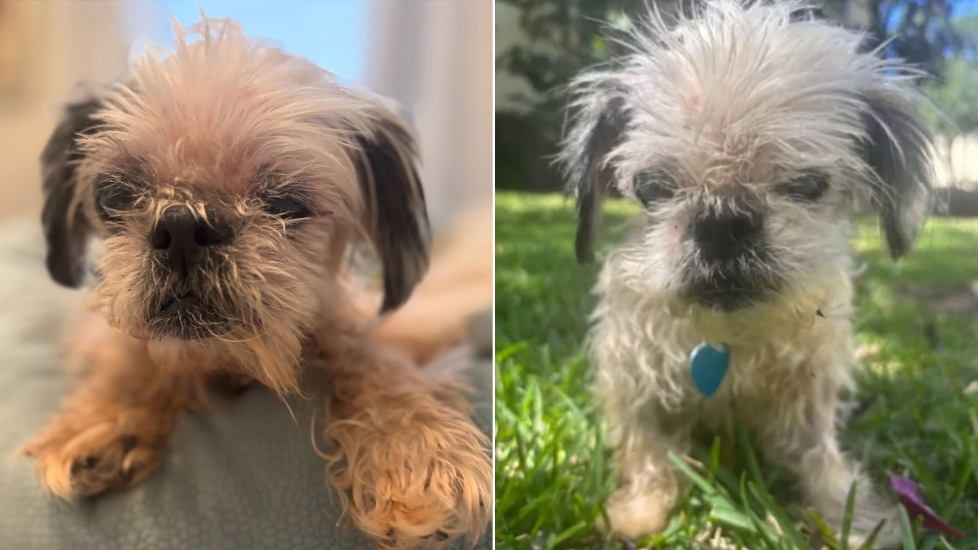 neglected tiny dog
