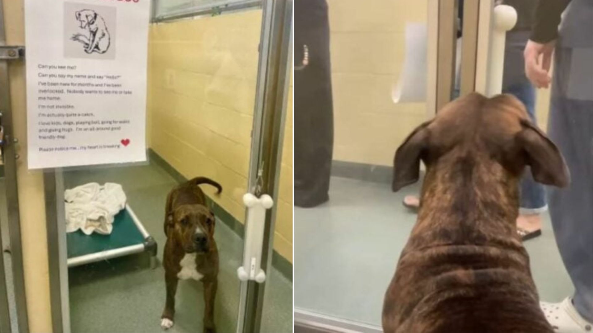 sweet Pit Bull