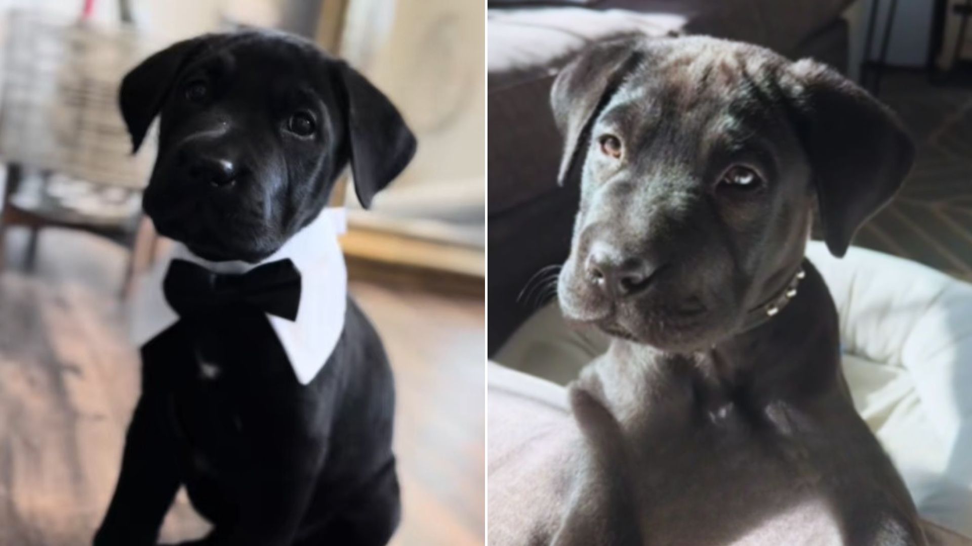 sweet black dog