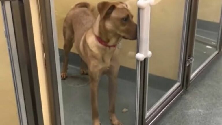 dog in shelter
