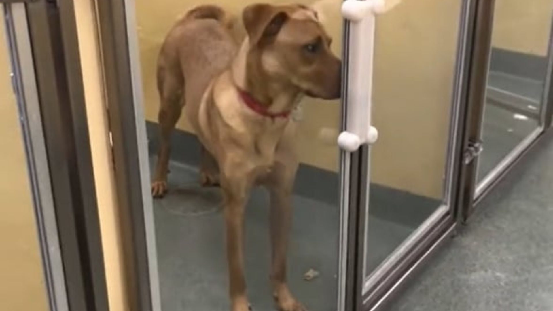 dog in shelter