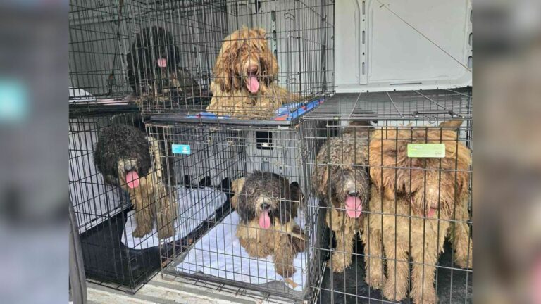 many matted dogs