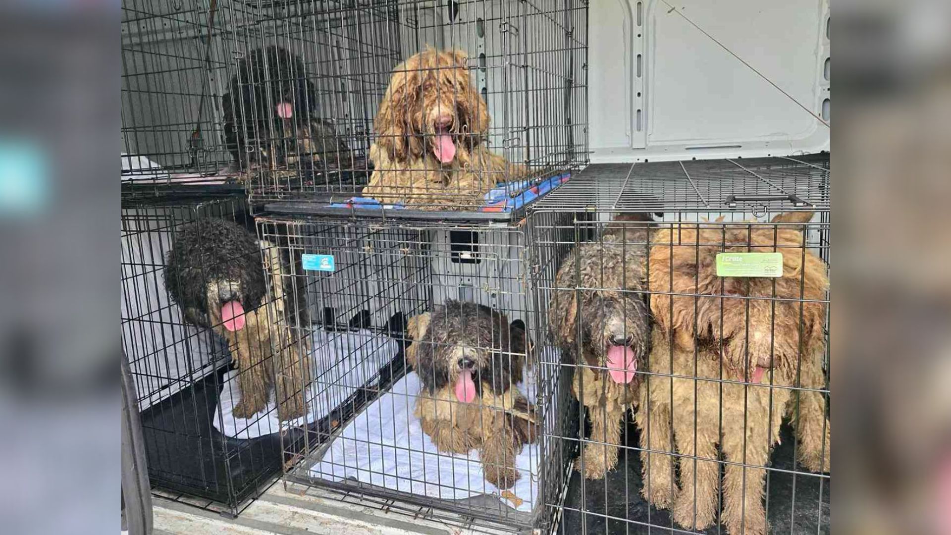 many matted dogs