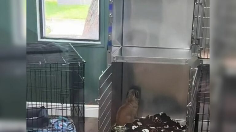 sad dog in shelter