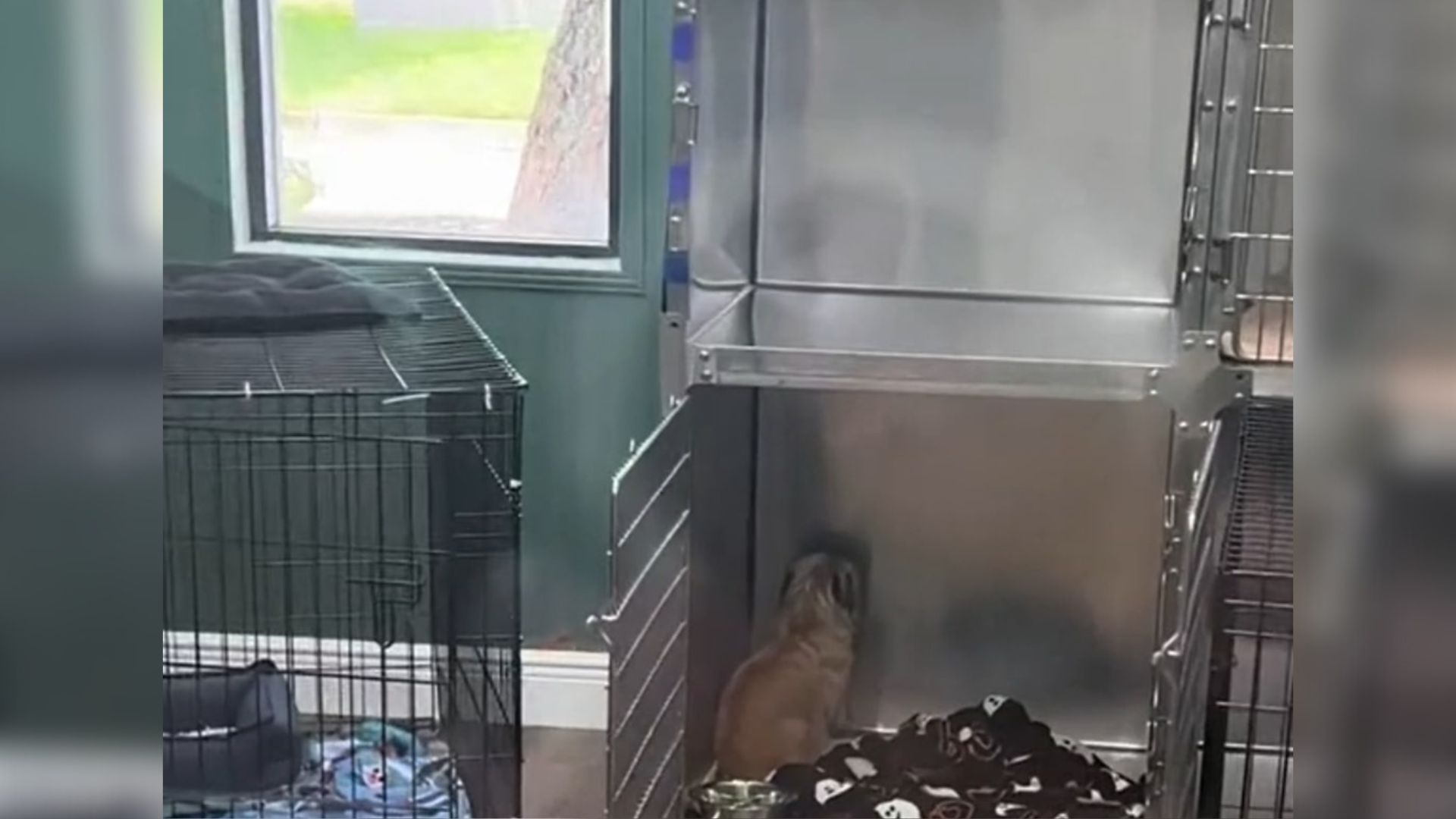 sad dog in shelter