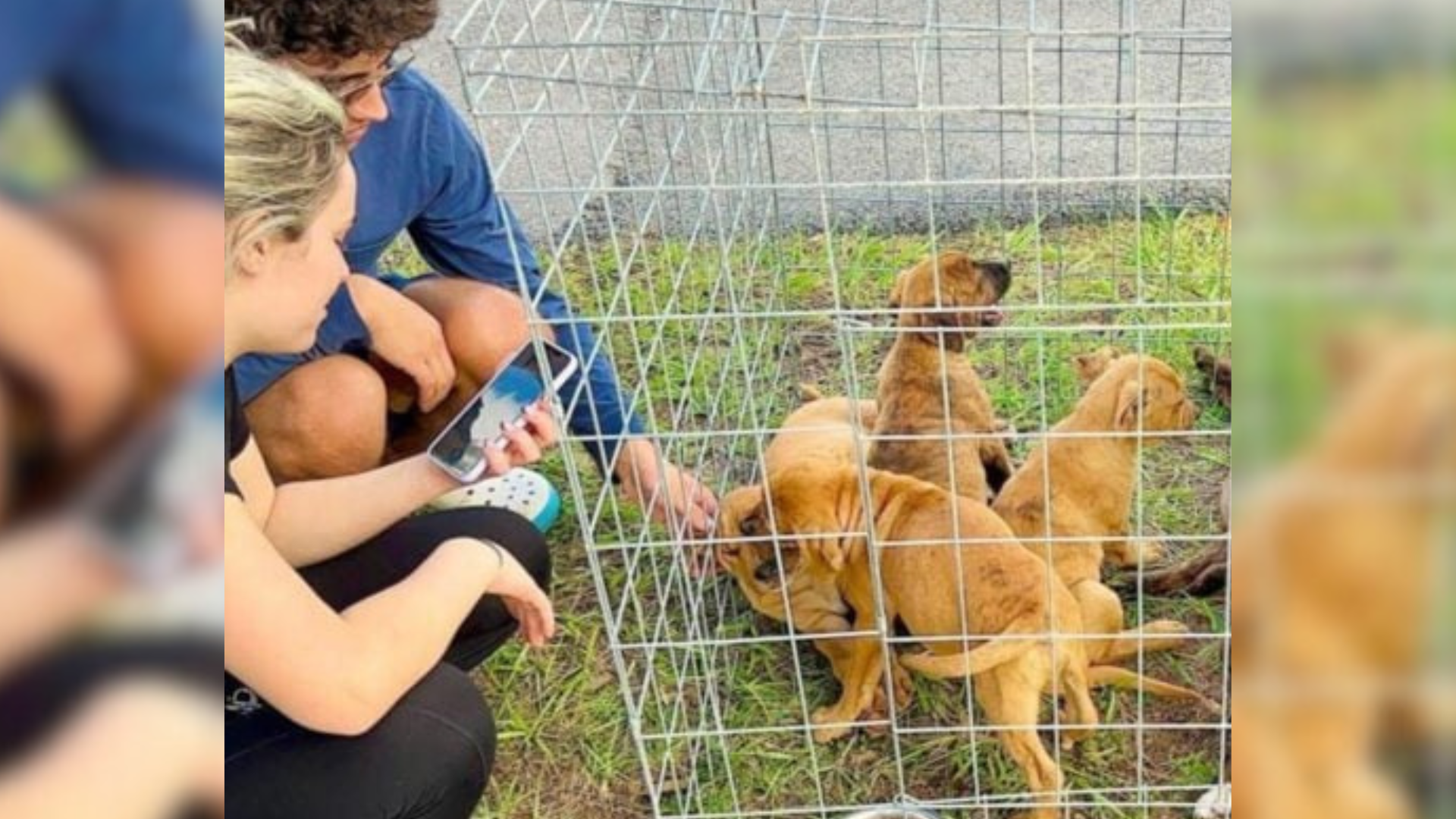 dogs inside a kennel