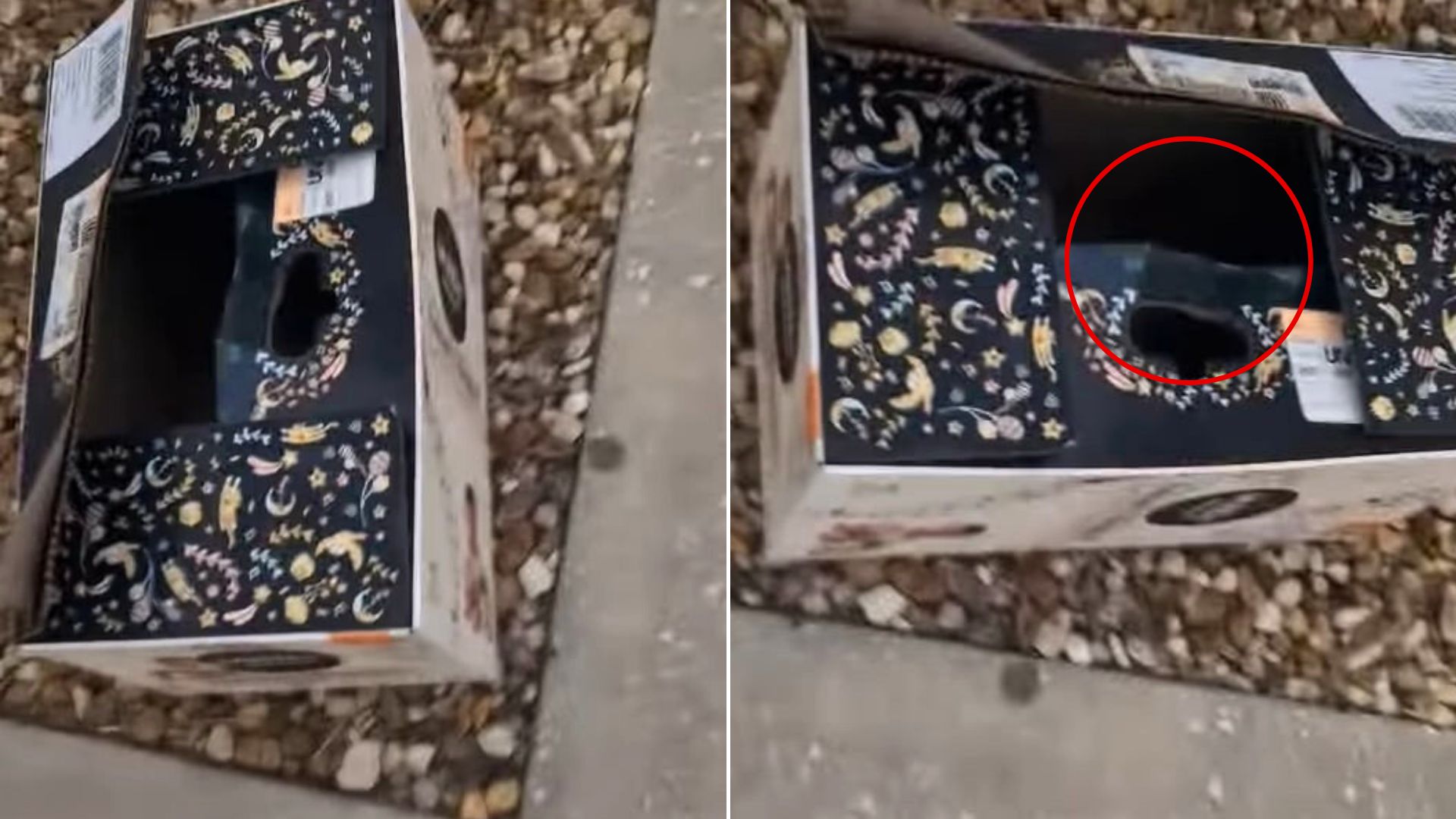 animals in box