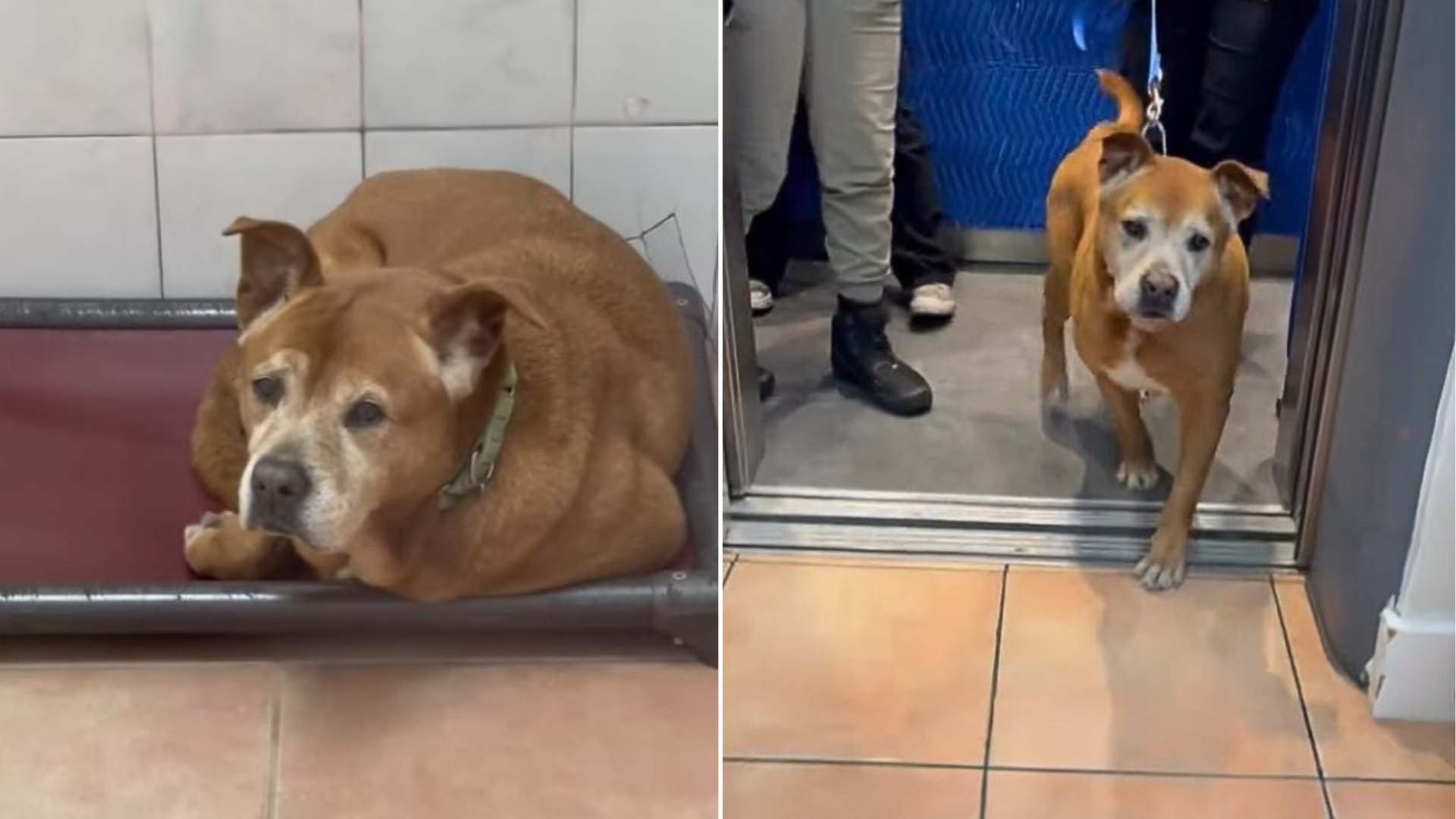 dog returned to shelter
