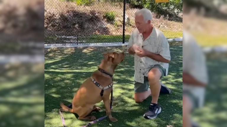 man and dog