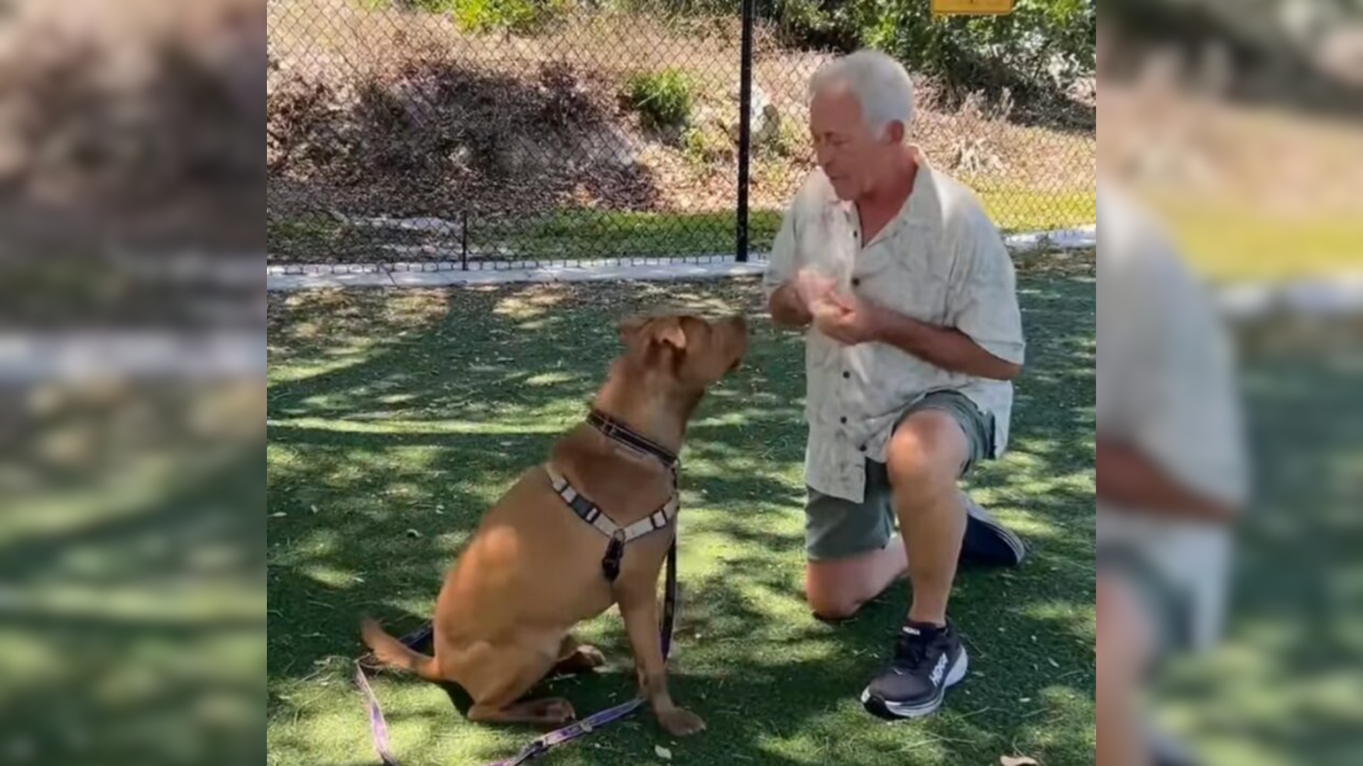 man and dog