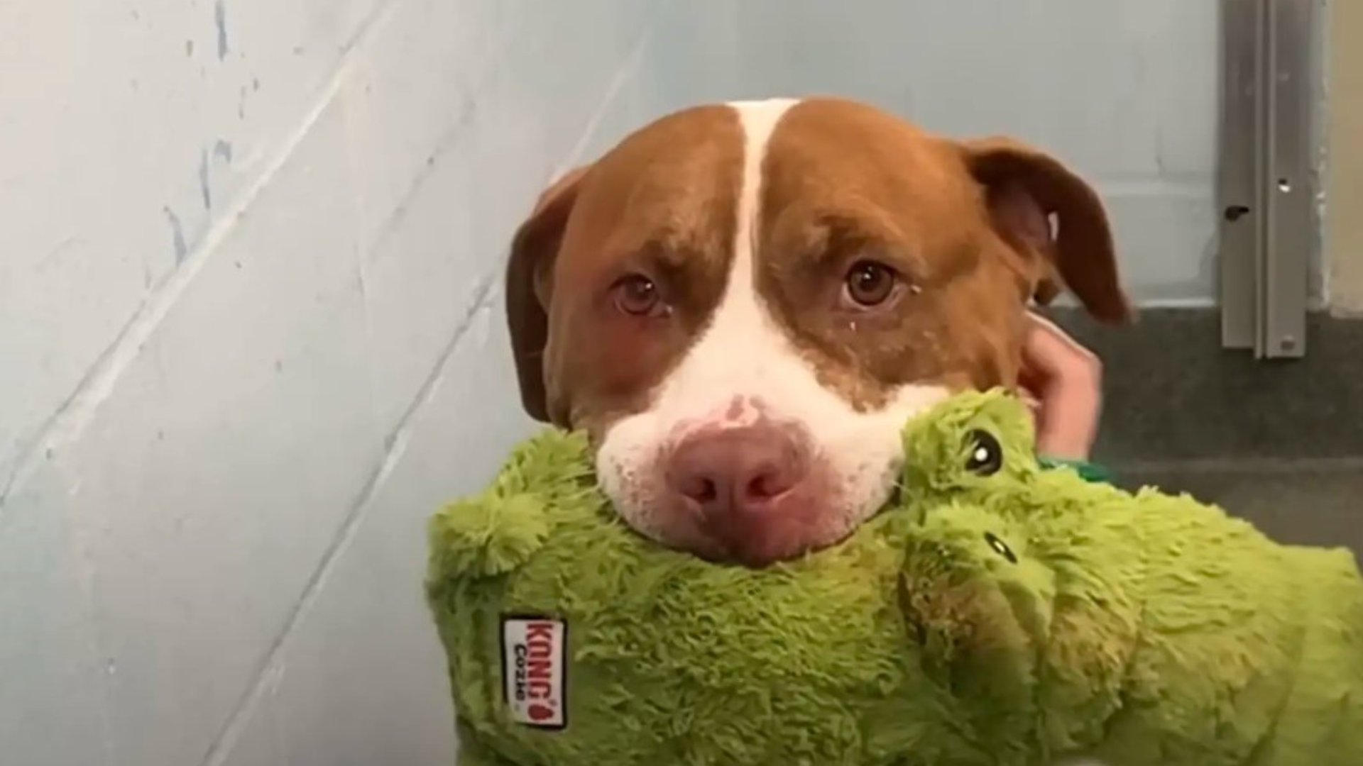 dog with toy in mouth