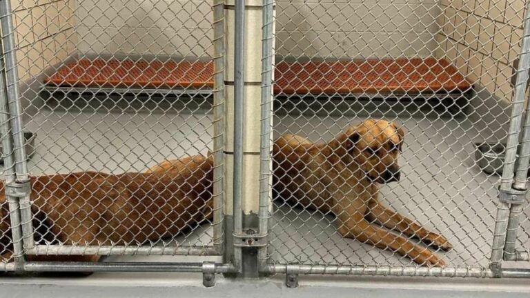 two shelter dogs