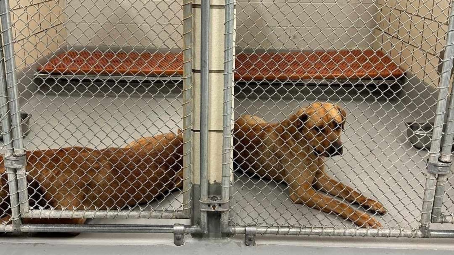 two shelter dogs