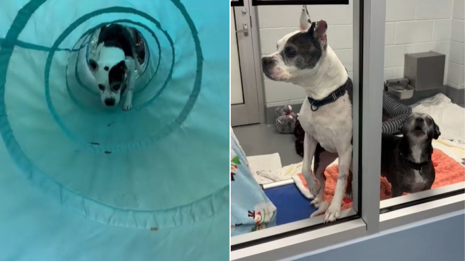 dog in shelter