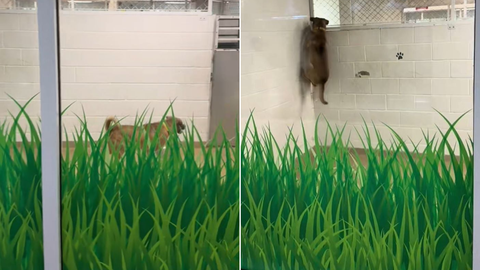dog climbing walls