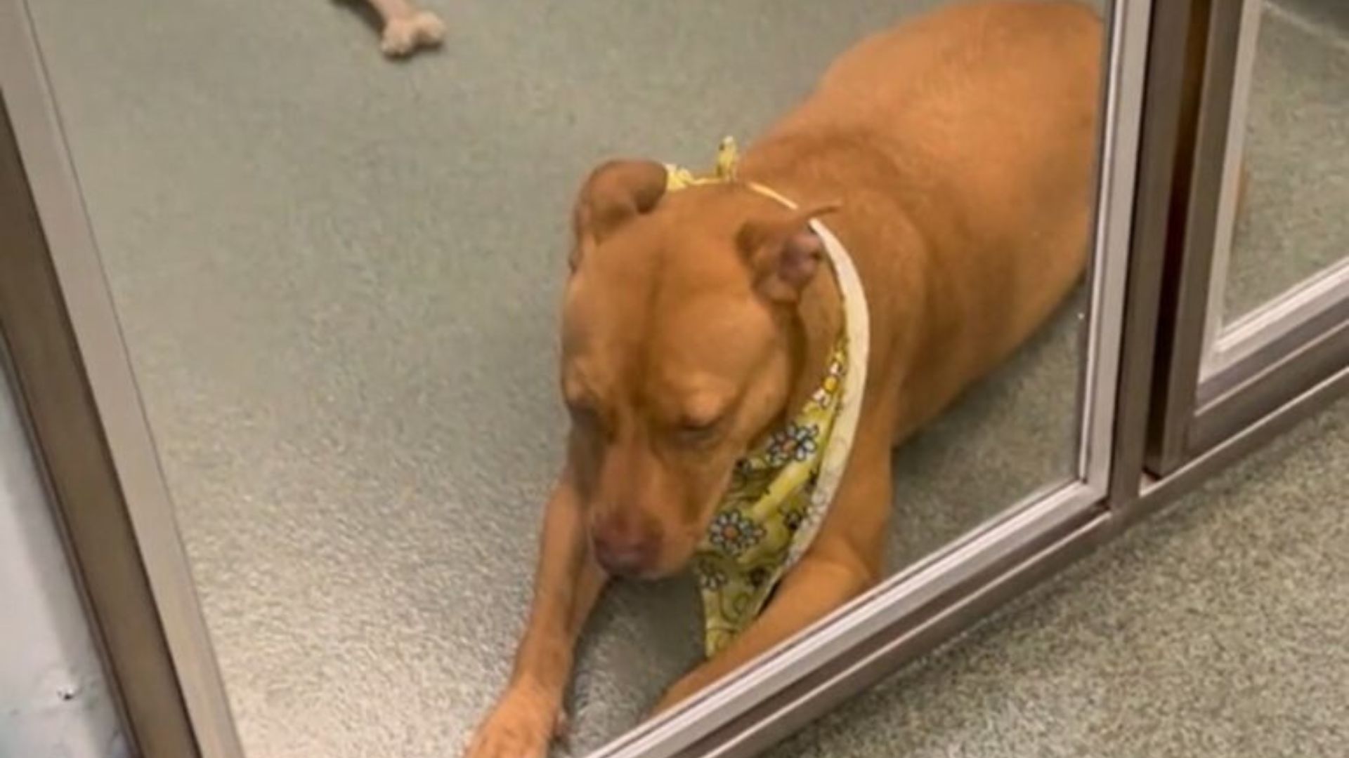 sad dog laying down