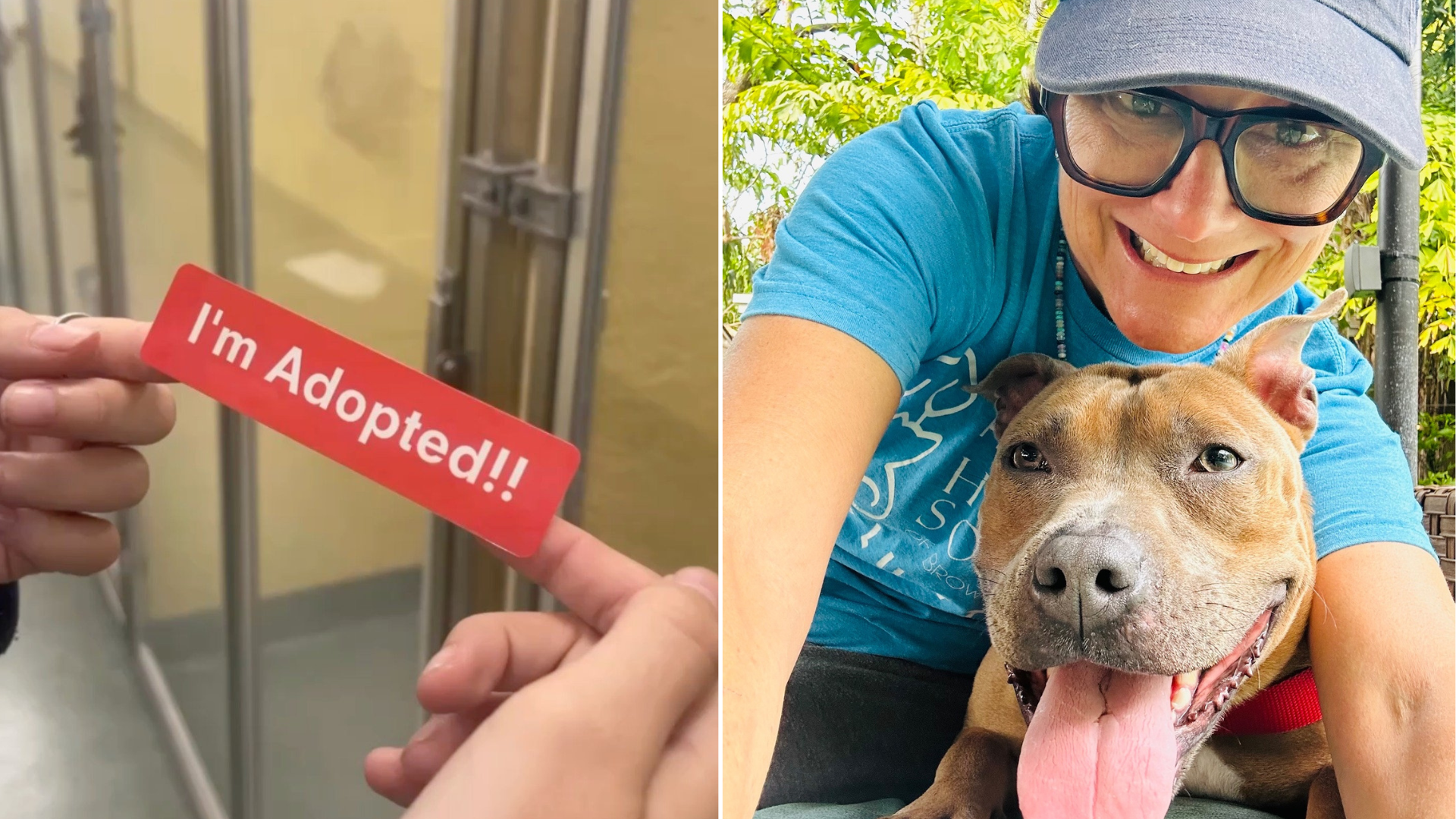 adopted dog