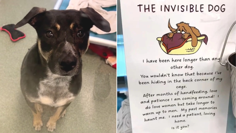 the invisible dog