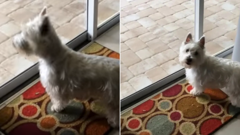 dog looking out glass door