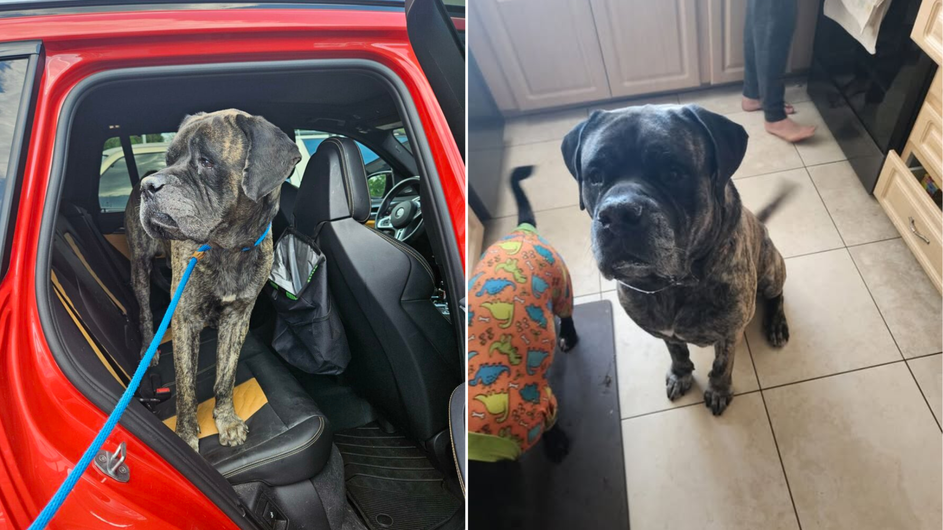 black and gray dog