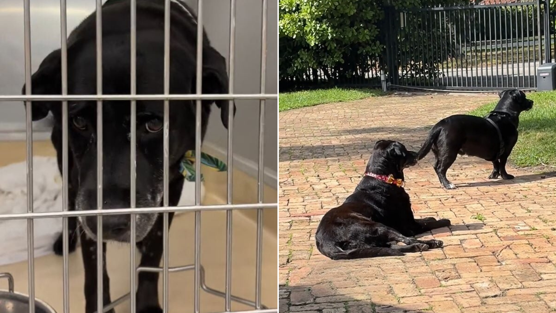 shelter dog outdoors