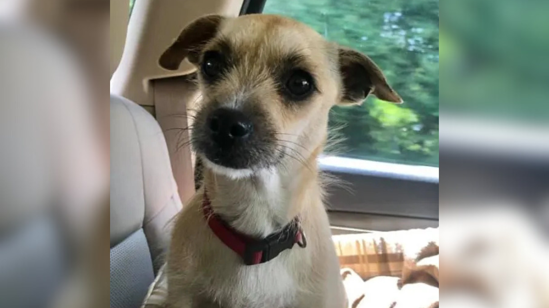 dog in car