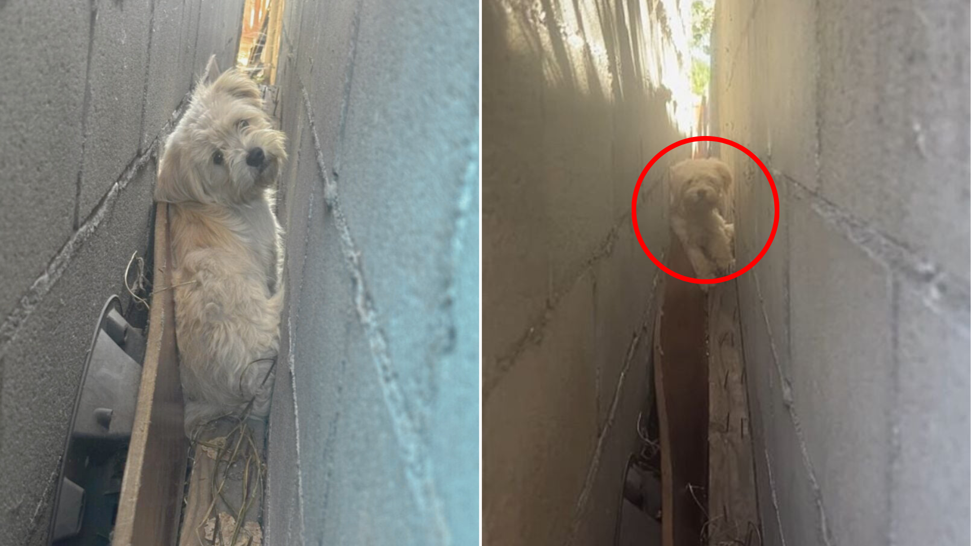 dog stuck between walls