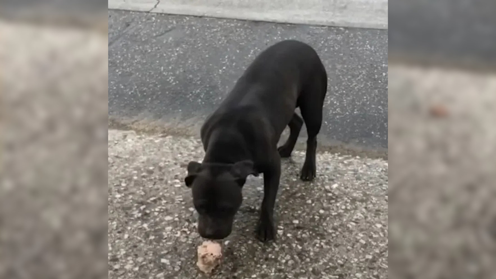 black dog eating in the street
