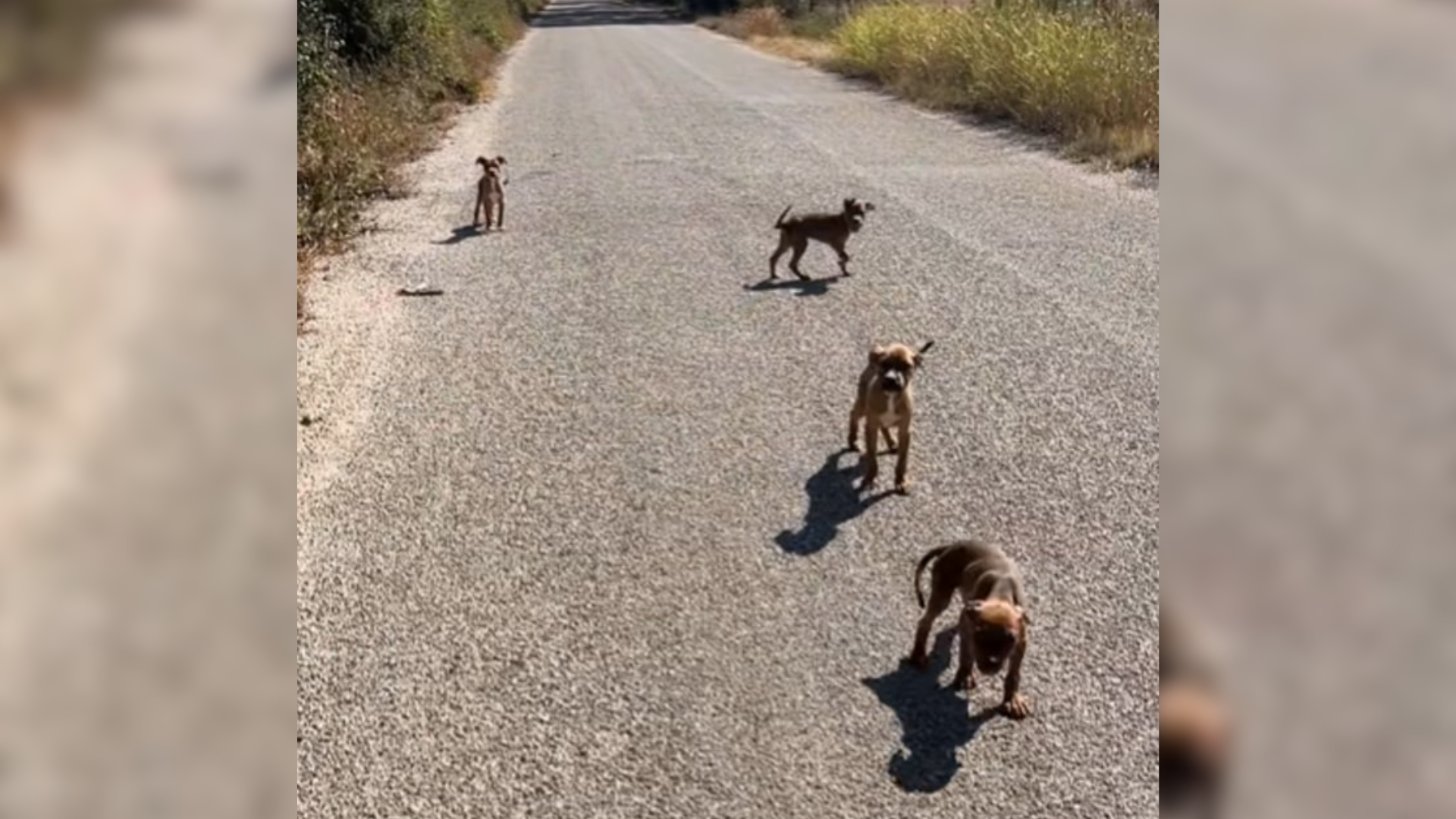 four puppies on road