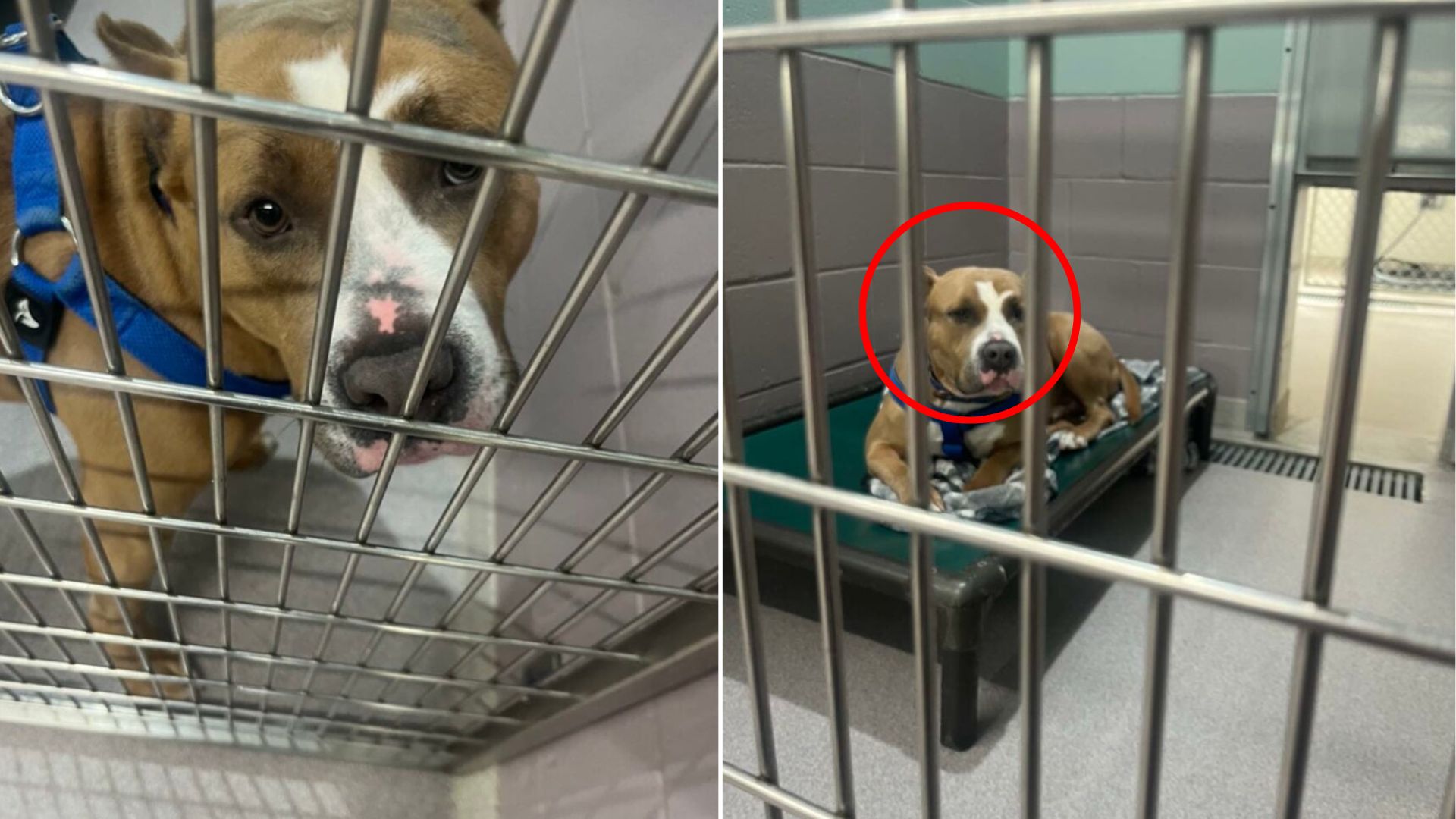 dog in shelter