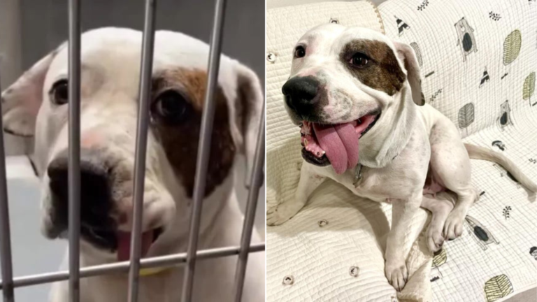 shelter dog