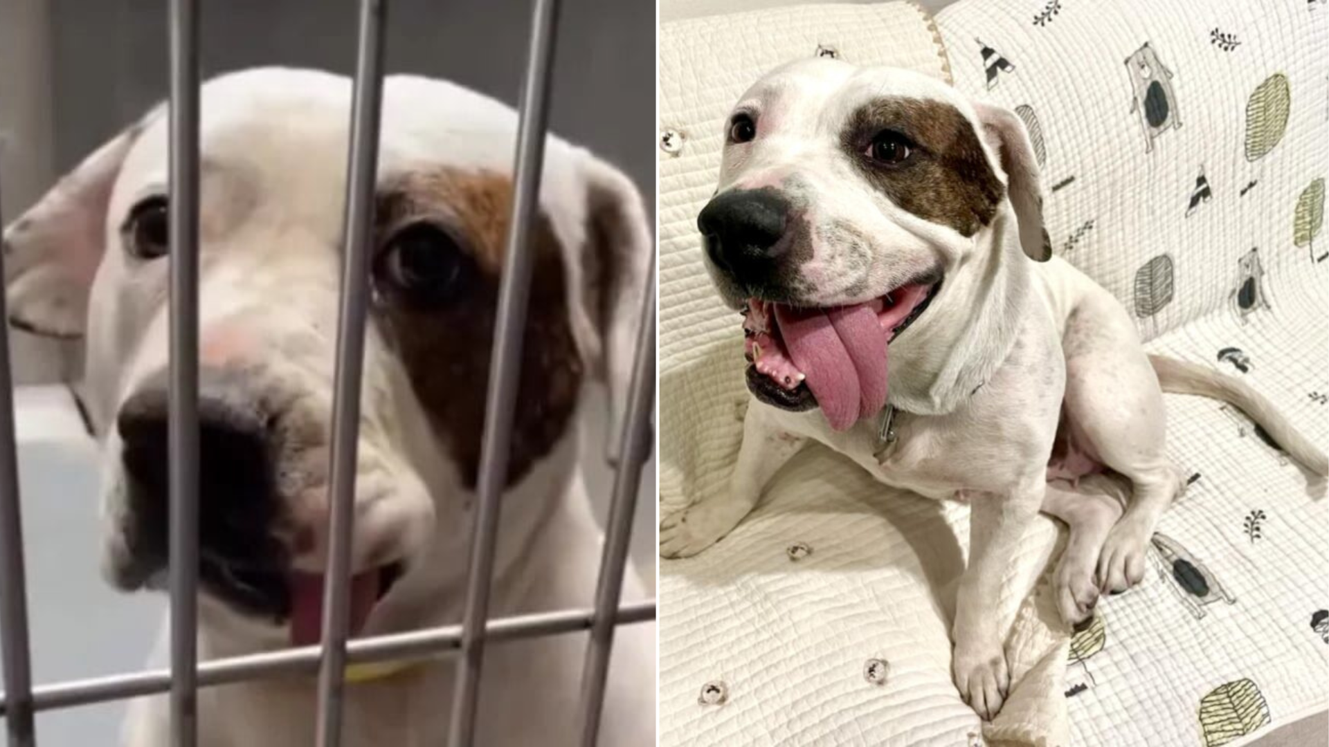 shelter dog