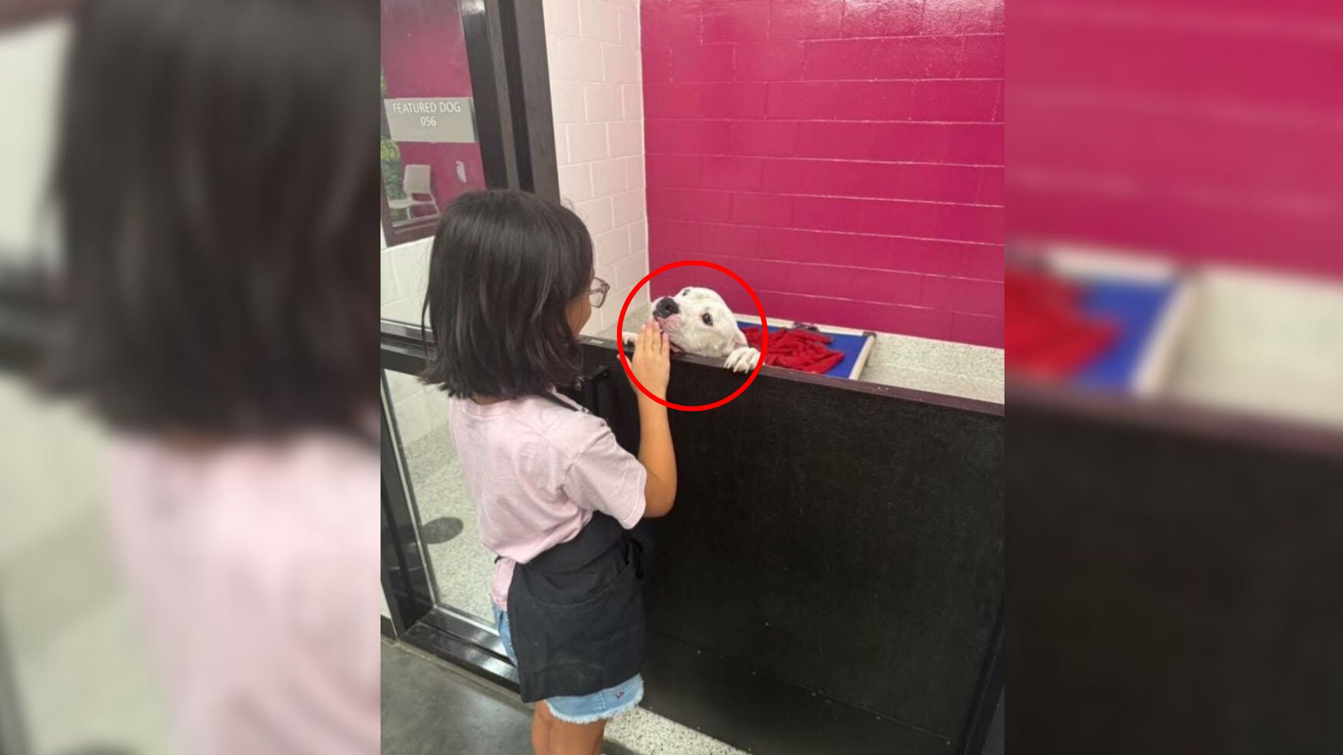 kid and dog in shelter