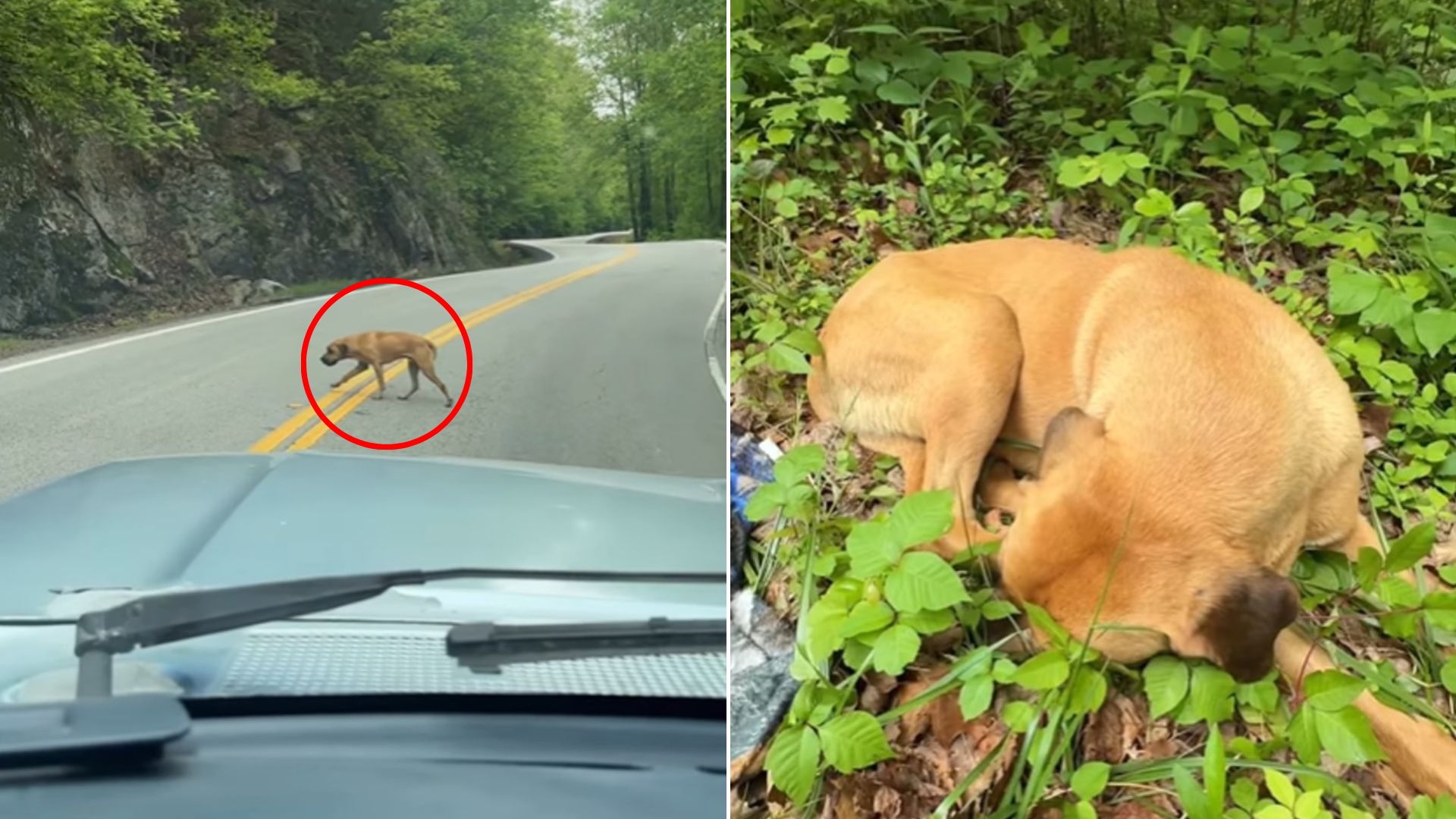 dog on road