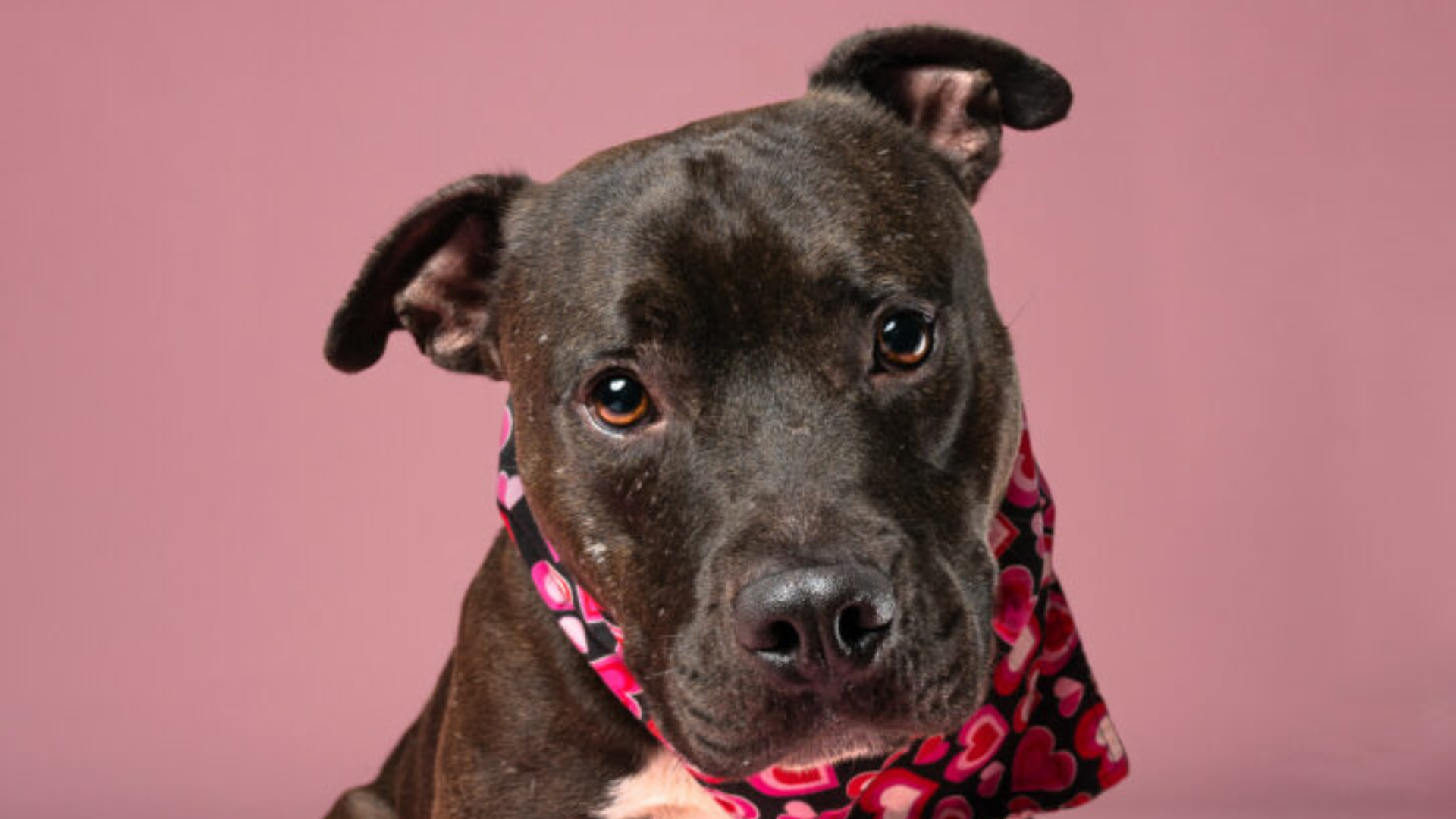 dog with scarf around neck