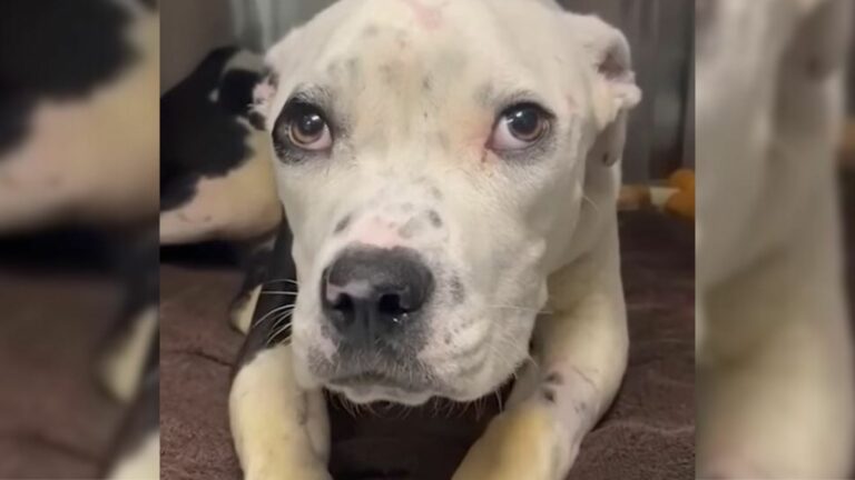 dog with fractured jaw