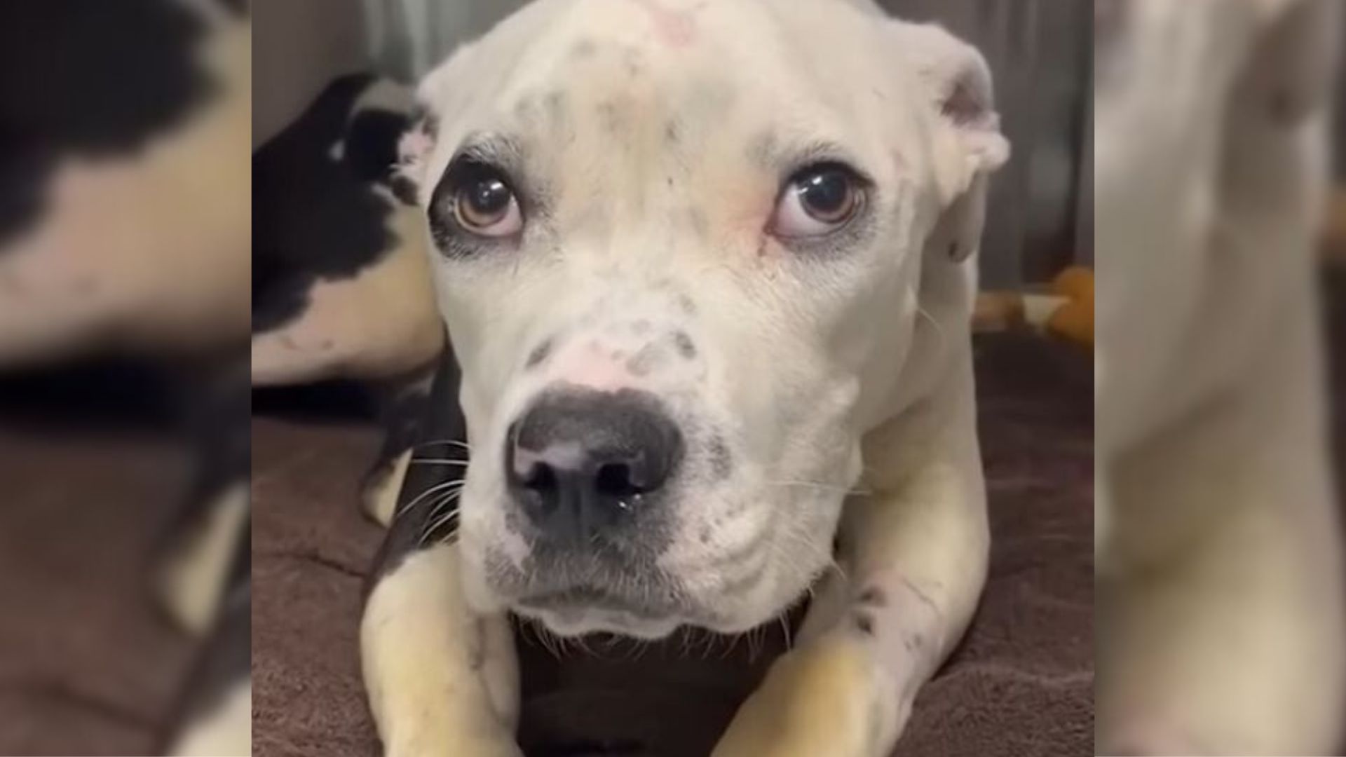 dog with fractured jaw