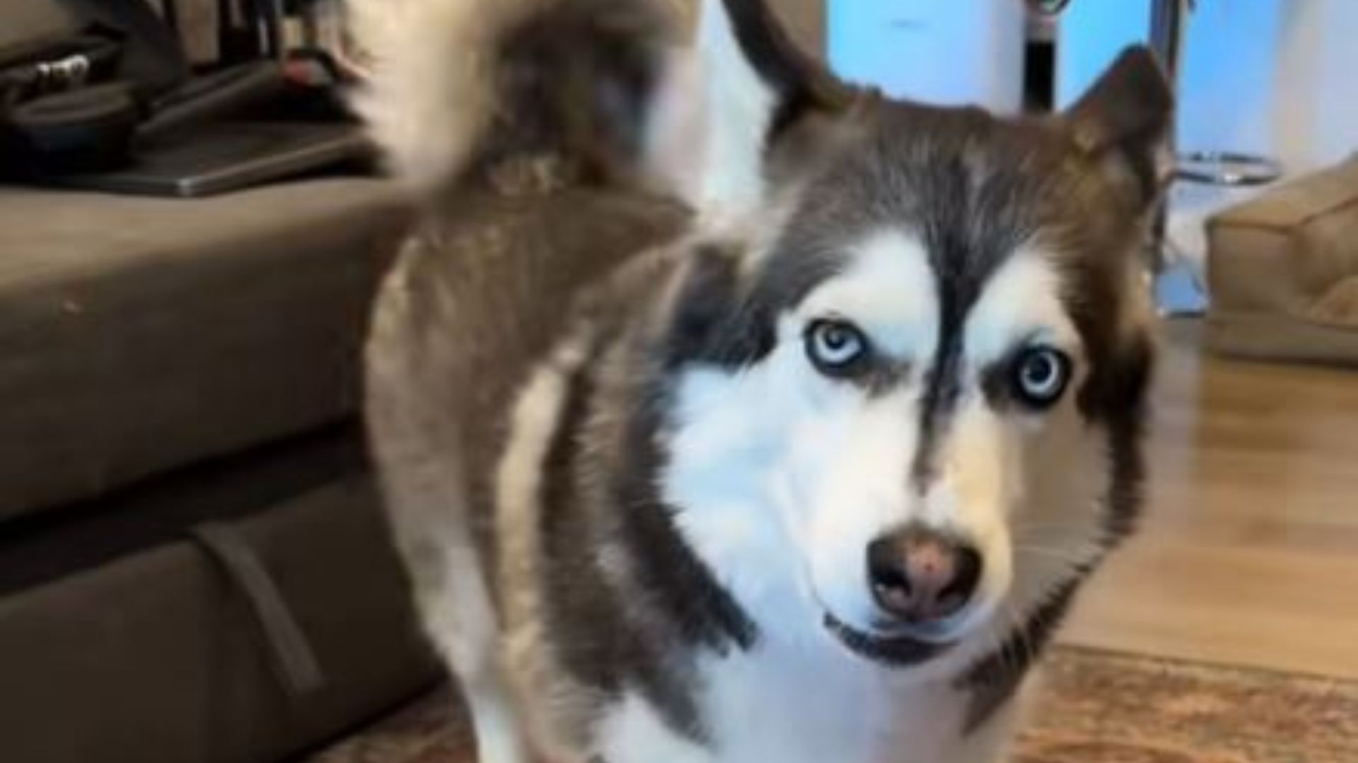 sweet senior dog
